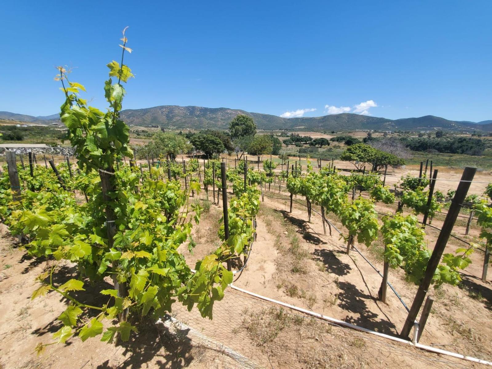 אנסנאדה Finca Selah מראה חיצוני תמונה